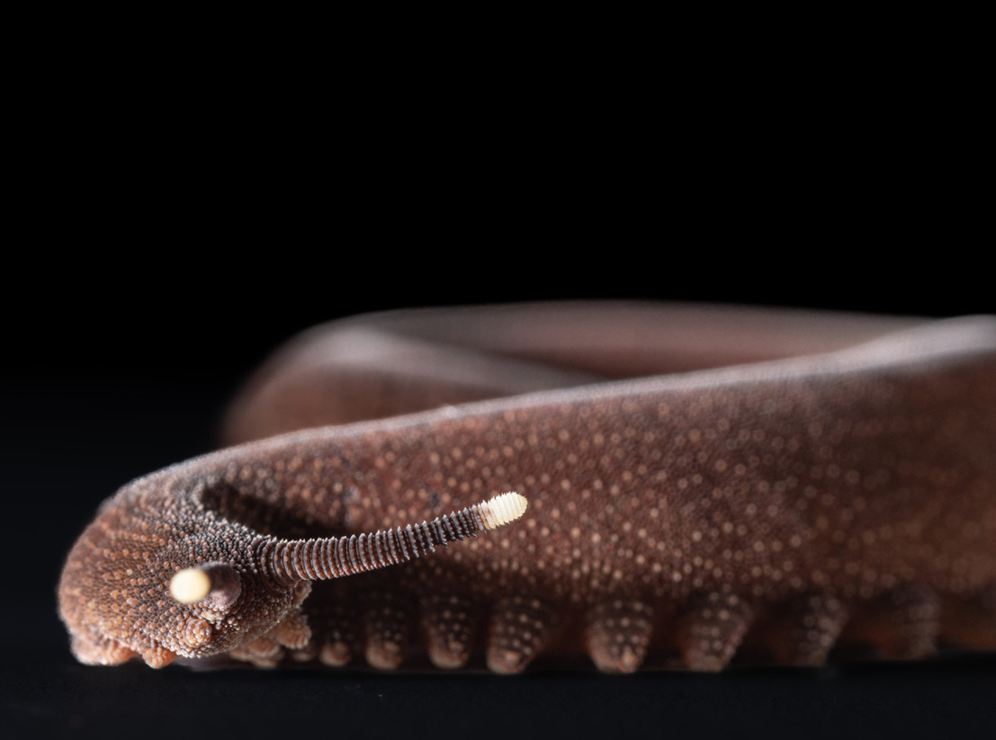 					Ver Vol. 20 Núm. II (2025): eVOLUCIÓN: Boletín de la Sociedad Española de Biología Evolutiva (Octubre 2025)
				